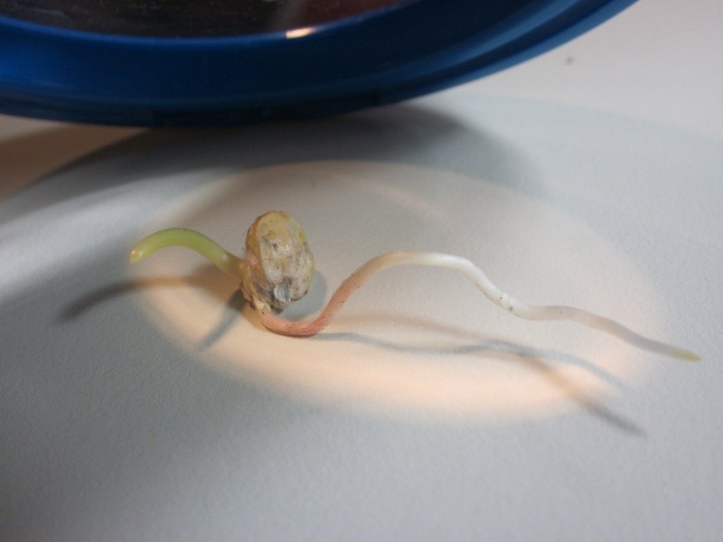 day11_corn1.JPG - Day 11 - One Corn Seed