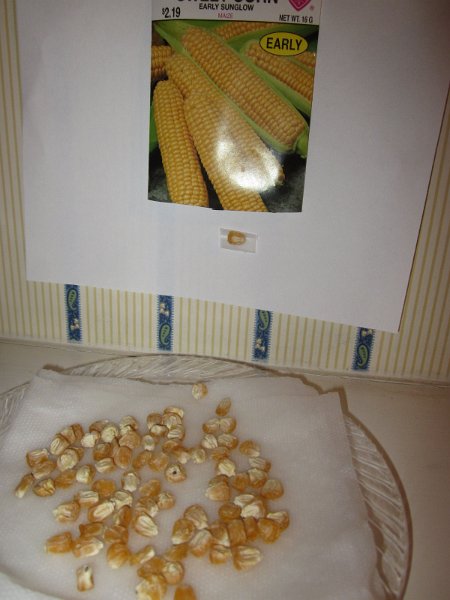 day1_corn.JPG - Day 1 - Corn