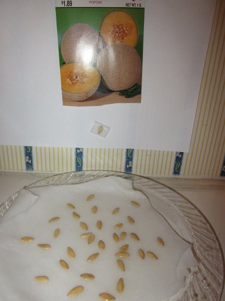 day1_melon.JPG - Day 1 - Melon