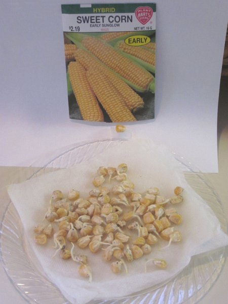 day6_corn1.JPG - Day 6 - Corn