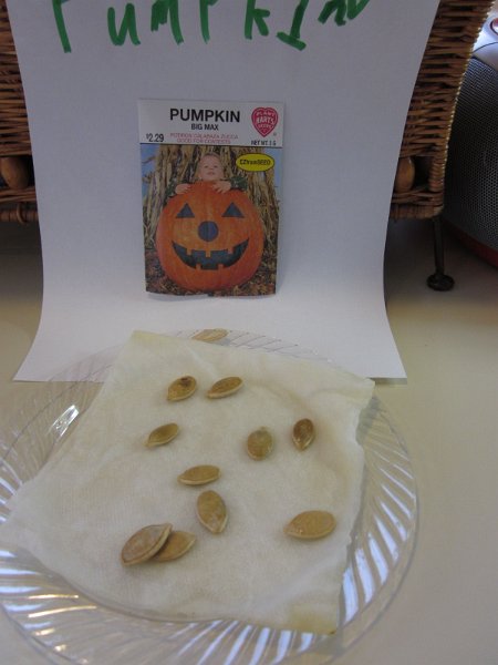 day6_pumpkin2.JPG - Day 6 - Pumpkin