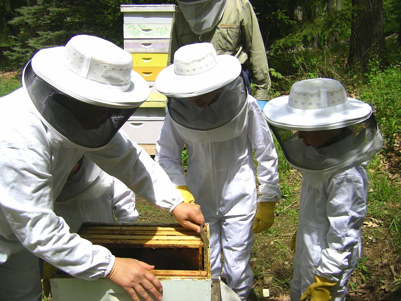 beekeeping1.JPG - Beekeeping 1