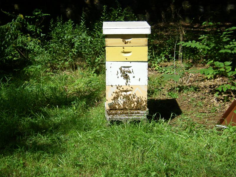 IMGP0969.JPG - Bees annoyed by the disruption.
