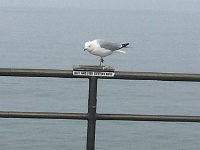 IMG 1582  One-legged gull