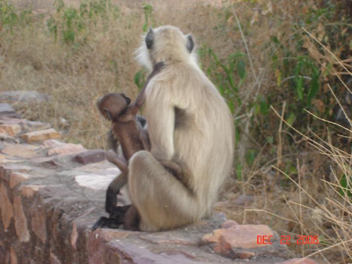 Original image
