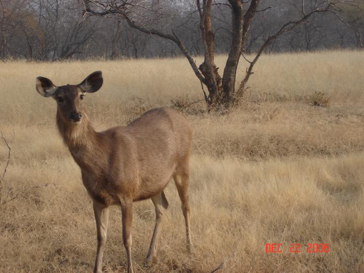 Original image